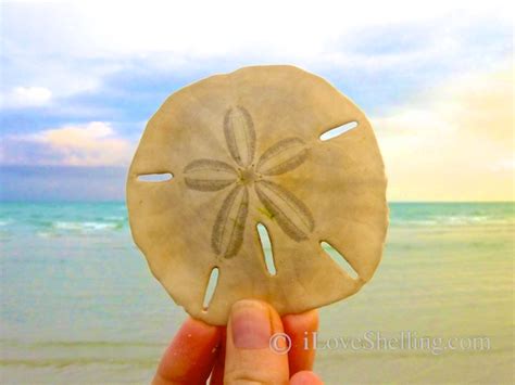 How To Identify Differences Between Live And Dead Sand Dollars I Love