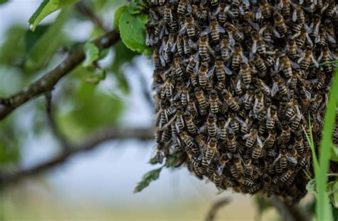 Bee Swarms Facts Information And Habitat