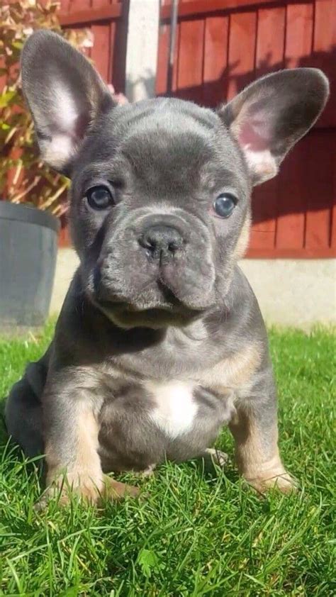 French bulldog information, how long do they live, height and weight, do they shed, personality traits, how much do they cost, common health issues. French Bulldog Colors - Dream Valley Frenchies