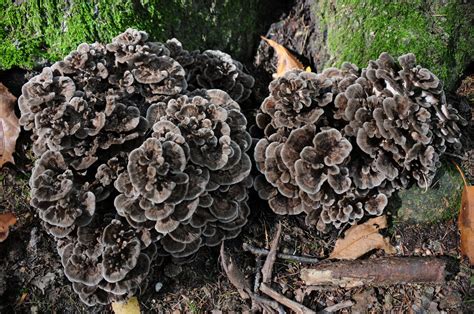 The 12 Best Edible Wild Mushrooms 2022