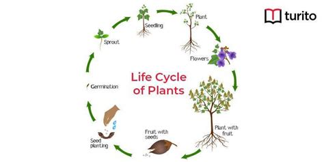 Plant Life Cycle Stages Parts Of A Flower Turito
