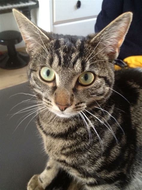 Beautiful Tabby Cat Looking For Forever Home In Crossgates West