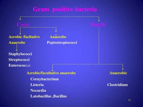 Ppt Gram Positive And Gram Negative Bacteria Powerpoint