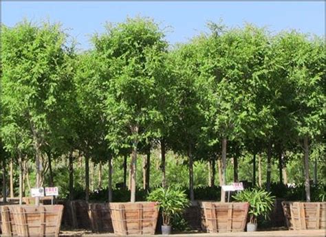 These elms, which are native to china, korea and japan, were introduced into the united states and. Pin by Sonja Walworth Richardson on All things green and ...