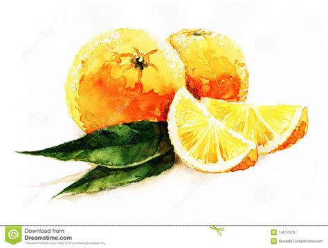 Watercolor Oranges Stock Illustration Illustration Of Citrus