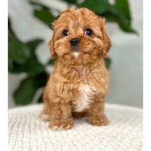 Full Grown Cavapoo Trending Breeds