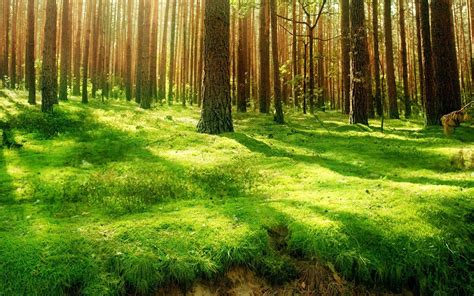 Green Forest Backgrounds Hunger Games Wallpaper Cave