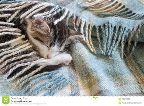 Detail Of Tabby Kitten Sleeping On Woollen Blanket Stock Image Image
