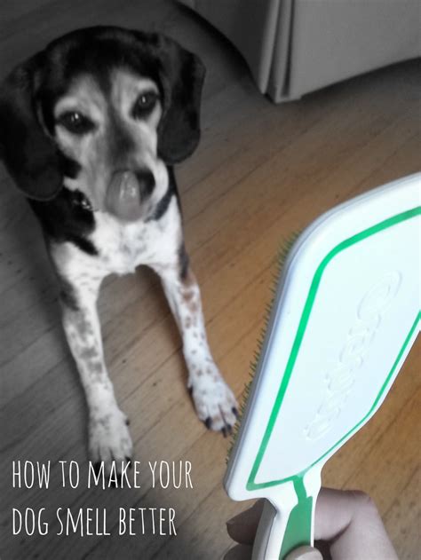 Find deals on products in dog supplies on amazon. How to Make Your Dog Smell Better #DogGoneBreath #cbias ...