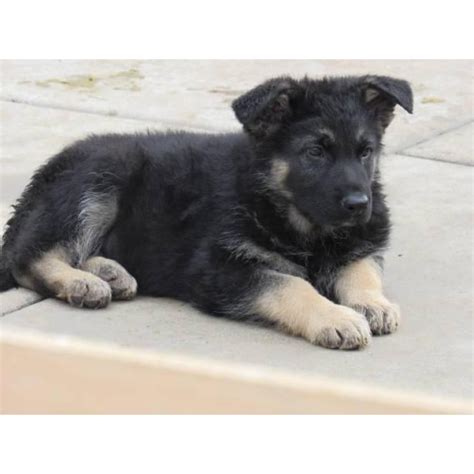 Here's my listing posted through the american kennel. German shepherd puppies pet 7 weeks olds in Roseville ...