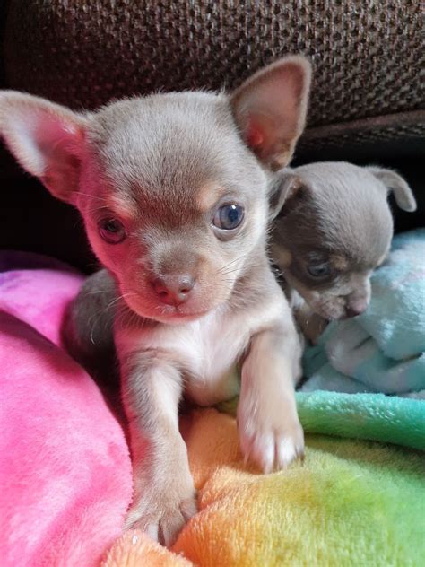 Dog cute puppy small pet animal chiwawa small dog fur chihuahua. 2 Lilac & Tan Male Chihuahua puppies available | Bedworth, Warwickshire | Pets4Homes