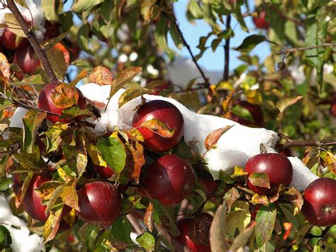 You'll be able to find these at markets and farm stands: Fruit Trees That Grow In Wyoming - Krostrade