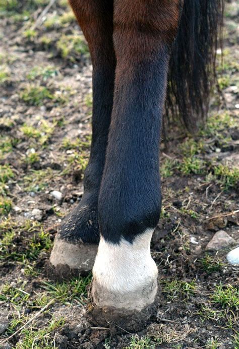 How To Treat Your Horses Swollen Legs Healthy Horses Horse Grooming