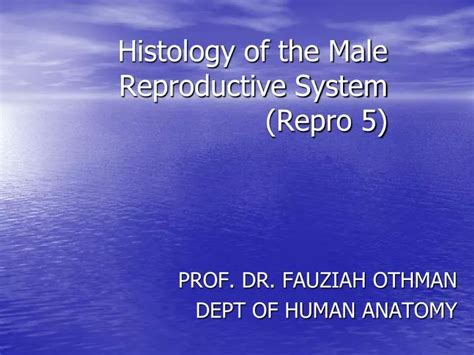 Ppt Histology Of The Male Reproductive System Repro Powerpoint Presentation Id