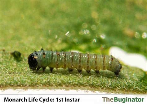 monarch life cycle 4 stages 5 instars photos video 🪰 the buginator