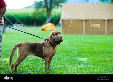 Bloodhound Search And Rescue Dog Stock Photo Alamy