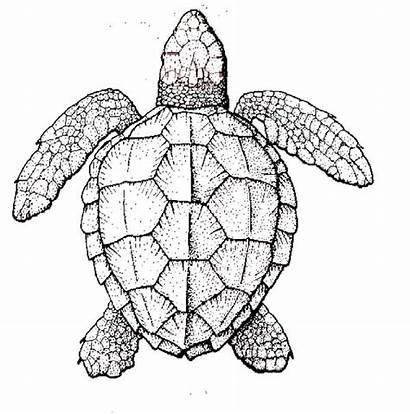 Turtle Coloring Realistic Sea Pages Turtles Printable