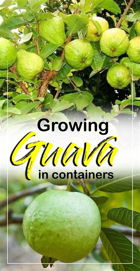 Share Ongrowing Guava In Container Easy Tips By Nature Bing Written