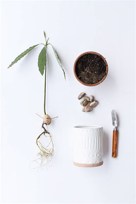 How do you root an avocado seed? Growing an Avocado Plant from Seed - Delineate Your Dwelling