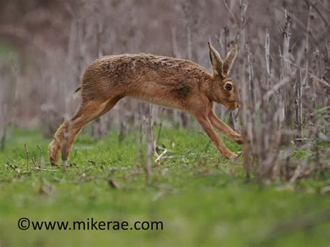 Brown Hare Leaps Of Grass March Suffolk Lepus Europaeus Flickr