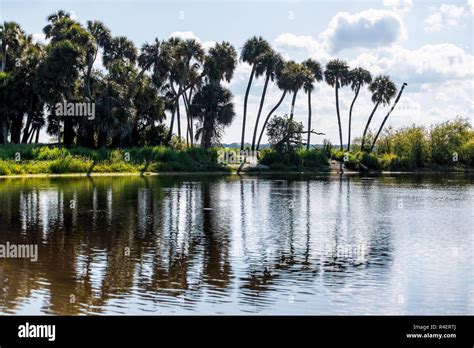 Reflection Of Palm Trees And Deep Hole Famous Alligator Lake Pond In