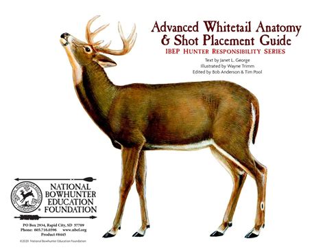 Whitetail Deer Shot Placement Guide My XXX Hot Girl