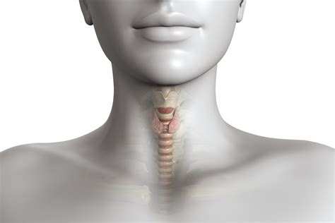 qué es el hipotiroidismo y cuáles son sus síntomas infobae