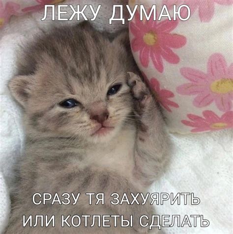 Создать мем кошка кошечка милые кошечки Картинки Meme