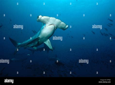 Scalloped Hammerhead Shark Sphyrna Lewini Schooling Along Deep Wall