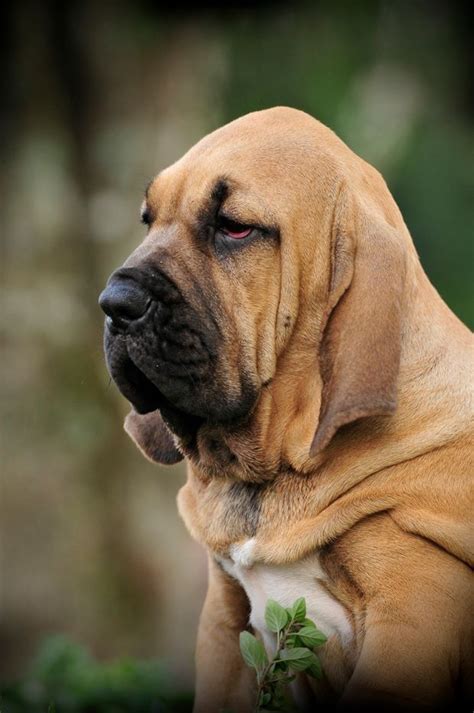 brazilian mastiff images  dog breeds  pinterest big dogs dogs  large dogs
