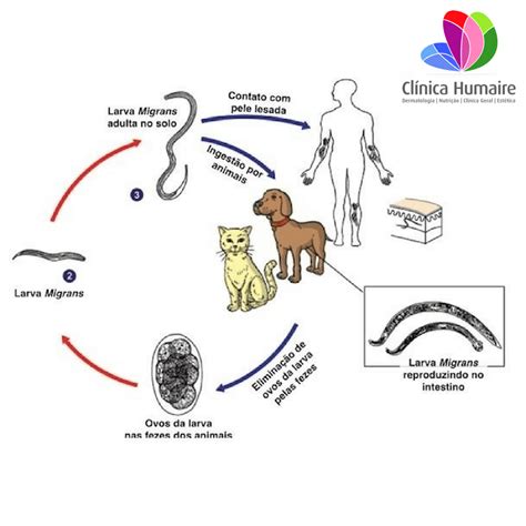 Bicho Geográfico Fotos Tratamento
