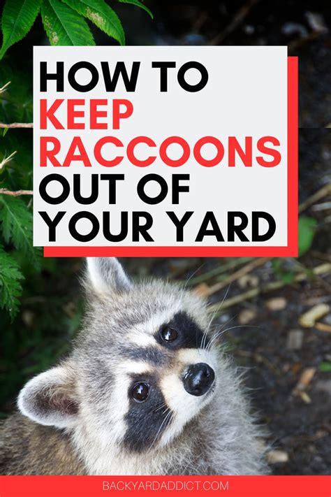 How To Keep Raccoons Out Of Your Yard A Complete Guide Backyard