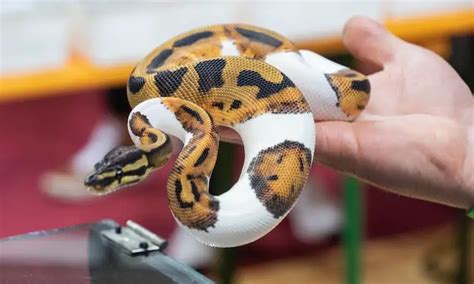 Pied Ball Python Care Sheet Everything You Need To Know Everything