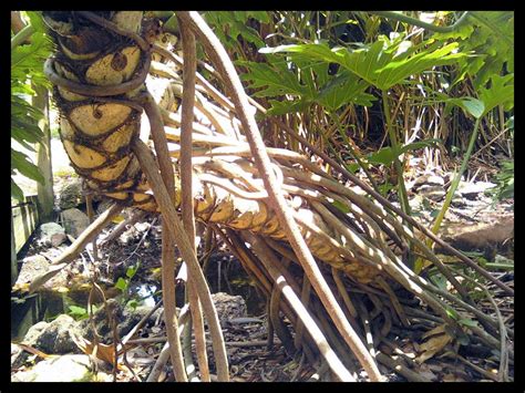 Perennial shrub of moderate growth, compact, rounded and spreading. The Rainforest Garden: Plant Profile: Split Leaf ...