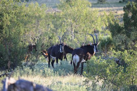 Sable — Texas Divide Ranch