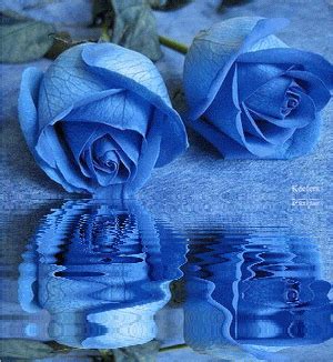 We recommend you prune roses after planting this will lay the foundation for a well shaped plant in the future. Blue roses :: Animated Pictures :: MyNiceProfile.com