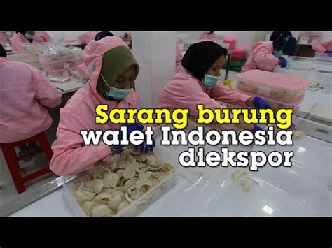 Pasar malam di simpang selayang medan. Walet Mmtc Medan / Banyak Penghuni Gaib 15 Pekerja Walet ...