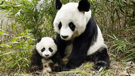 103 Best Red Panda Cub Images On Pholder Aww Redpandas And Panda