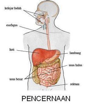 Sistem Pencernaan Pada Manusia Singkat Dan Lengkap Catatan Ipa