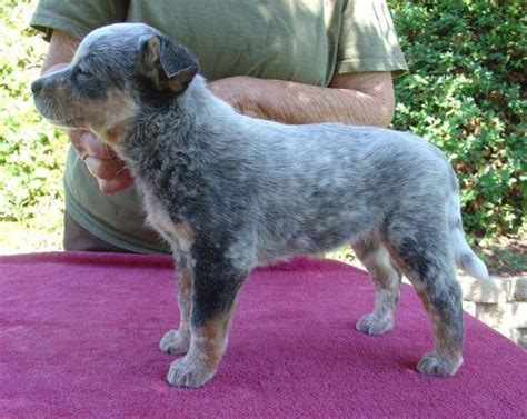 The australian cattle dog is active and tireless. Top Quality AKC Australian Cattle Dog Female Puppy For Sale for Sale in Fallbrook, California ...