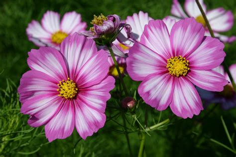 Cosmos Picotee Bing Images