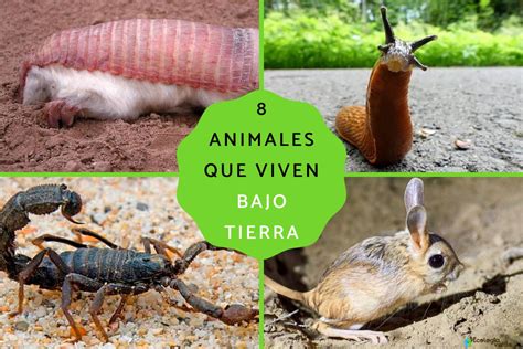 8 Animales Que Viven Bajo Tierra Nombres Características Y Fotos