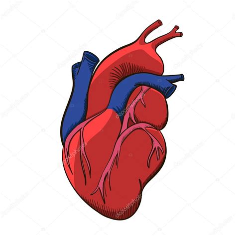 Human Heart Illustration — Stock Vector © 121831844