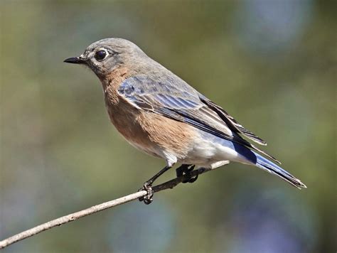 Eastern Bluebird - Pic for Today