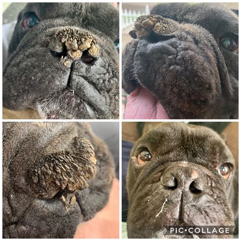 Back Again With Piggie The Hyperkeratosis On His Nose Was Severe When