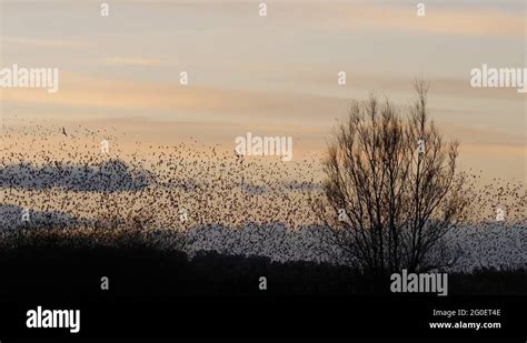 Starlings Phenomenon Stock Videos And Footage Hd And 4k Video Clips Alamy