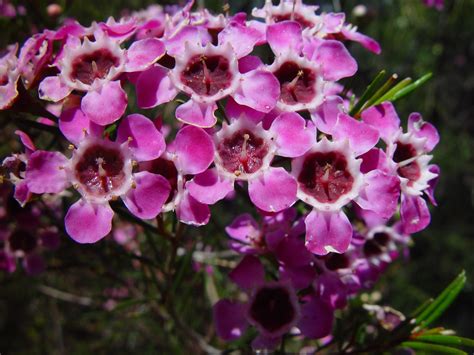 Free picture: purple, geraldton, wax, flowers, candlewood