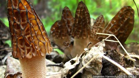 Where To Find Morel Mushrooms In Missouri All Mushroom Info