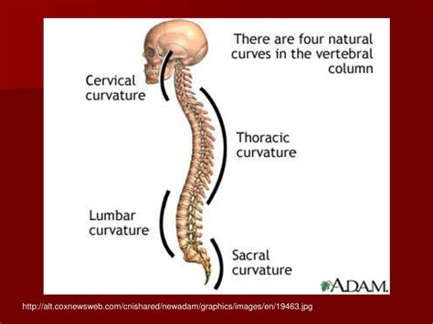 Ppt Spinal Curvatures Powerpoint Presentation Free Download Id5678488