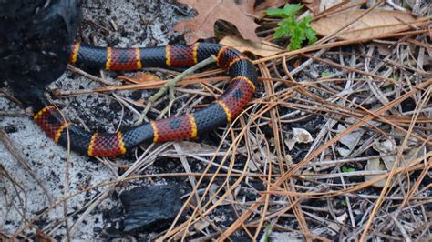 How should i feed my pet snake? 7 Images Florida Garden Snakes Poisonous And View - Alqu Blog